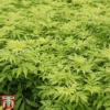 Sambucus Racemosa 'Sutherland Gold' -Cheap Tree Foliage Store SAMB T58160 A