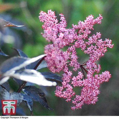 Sambucus Nigra F. Porphyrophylla 'Black Beauty' 3 Sambucus Nigra F. Porphyrophylla 'Black Beauty'