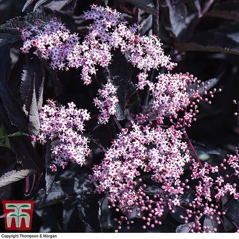 Sambucus Nigra F. Porphyrophylla 'Black Beauty' 4 Sambucus Nigra F. Porphyrophylla 'Black Beauty' - Image 2