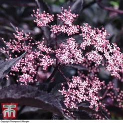 Sambucus Nigra F. Porphyrophylla 'Black Beauty' 14 Sambucus Nigra F. Porphyrophylla 'Black Beauty' -Cheap Tree Foliage Store SAMB T62079 E