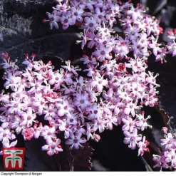 Sambucus Nigra F. Porphyrophylla 'Black Beauty' 12 Sambucus Nigra F. Porphyrophylla 'Black Beauty' -Cheap Tree Foliage Store SAMB T62079 F