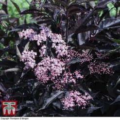 Sambucus Nigra F. Porphyrophylla 'Black Beauty' 13 Sambucus Nigra F. Porphyrophylla 'Black Beauty' -Cheap Tree Foliage Store SAMB T62079 G