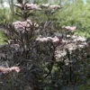 Sambucus Nigra F. Porphyrophylla 'Eva' 2 Sambucus Nigra F. Porphyrophylla 'Eva' -Cheap Tree Foliage Store SAMB T62080 A h