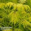 Sambucus Racemosa 'Lemony Lace' 2 Sambucus Racemosa 'Lemony Lace' -Cheap Tree Foliage Store SAMB LEMONYLAC W44992