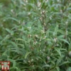 Sarcococca Hookeriana Var. Digyna -Cheap Tree Foliage Store SARC T57985 A1