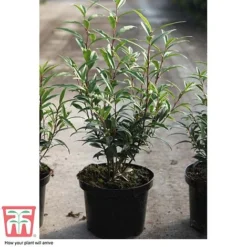 Sarcococca Hookeriana Var. Digyna -Cheap Tree Foliage Store SARC T57985 C