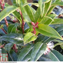 Sarcococca Hookeriana 'Winter Gem' -Cheap Tree Foliage Store SARC T80332 A