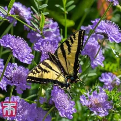 Scabious 'Blue Jeans' -Cheap Tree Foliage Store SCAB T10249 C