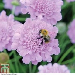 Scabious 'Kudos Collection' -Cheap Tree Foliage Store SCAB T73681 B h