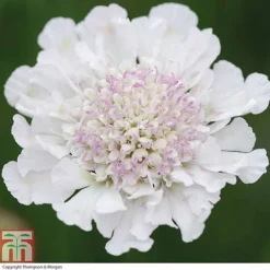 Scabious 'Kudos Collection' -Cheap Tree Foliage Store SCAB T73681 C h
