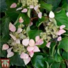 Schizophragma Hydrangeoides 'Rose Sensation' -Cheap Tree Foliage Store SCHI TKA3514 A