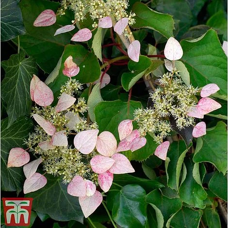 Schizophragma Hydrangeoides 'Rose Sensation' 3 Schizophragma Hydrangeoides 'Rose Sensation'