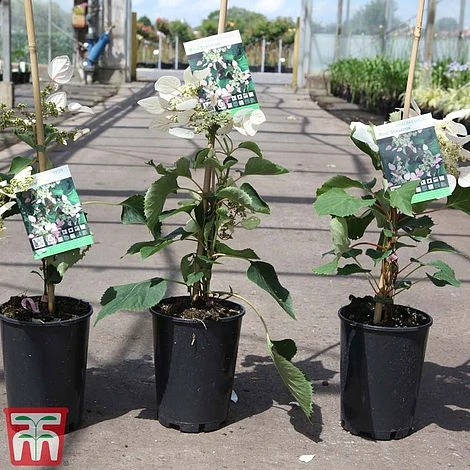 Schizophragma Hydrangeoides 'Rose Sensation' 4 Schizophragma Hydrangeoides 'Rose Sensation' - Image 2