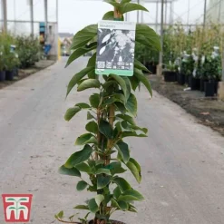 Schizophragma Integrifolium 'Windmills' -Cheap Tree Foliage Store SCHI TKA3516 A