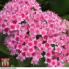 Sedum 'Matrona' -Cheap Tree Foliage Store SEDU T58091 A