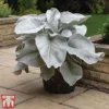 Senecio 'Angel Wings' -Cheap Tree Foliage Store SENE TKA3811 A