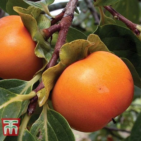 Sharon Fruit 'Fuyu' 3 Sharon Fruit 'Fuyu' - Image 2