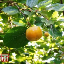 Sharon Fruit 'Fuyu' 7 Sharon Fruit 'Fuyu' -Cheap Tree Foliage Store SHAR T14149 D
