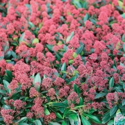 Skimmia Japonica 'Rubella' 13 Skimmia Japonica 'Rubella' -Cheap Tree Foliage Store SKIM T57538 A h