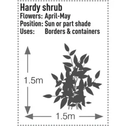 Skimmia Japonica 'Rubella' 17 Skimmia Japonica 'Rubella' -Cheap Tree Foliage Store SKIM T57538 C h