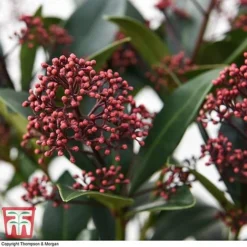 Skimmia Japonica 'Rubella' 12 Skimmia Japonica 'Rubella' -Cheap Tree Foliage Store SKIM T57538 E