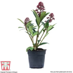 Skimmia Japonica 'Rubella' 15 Skimmia Japonica 'Rubella' -Cheap Tree Foliage Store SKIM T57538 F
