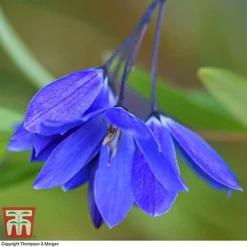 Sollya Heterophylla 'Ultra Blue' -Cheap Tree Foliage Store SOLL KB2764 A