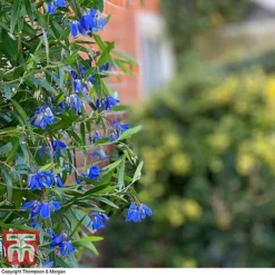 Sollya Heterophylla 'Ultra Blue' -Cheap Tree Foliage Store SOLL KB2764 D