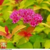 Spiraea Japonica 'Magic Carpet' 1 Spiraea Japonica 'Magic Carpet' -Cheap Tree Foliage Store SPIR T58494 A