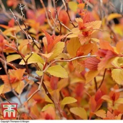 Spiraea Japonica 'Magic Carpet' -Cheap Tree Foliage Store SPIR T58494 C
