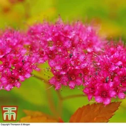 Spiraea Japonica 'Magic Carpet' -Cheap Tree Foliage Store SPIR T58494 E