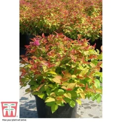 Spiraea Japonica 'Magic Carpet' -Cheap Tree Foliage Store SPIR T58494 F