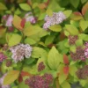 Spiraea Japonica 'Double Play Big Bang' -Cheap Tree Foliage Store SPIR T62083 A h