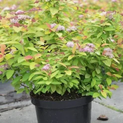 Spiraea Japonica 'Double Play Big Bang' -Cheap Tree Foliage Store SPIR T62083 B h