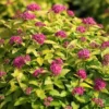 Spiraea Japonica 'Double Play Gold' 1 Spiraea Japonica 'Double Play Gold' -Cheap Tree Foliage Store SPIR T62084 A h