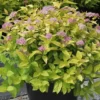 Spiraea Japonica 'Gold Mound' -Cheap Tree Foliage Store SPIR T62085 A h