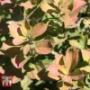 Spiraea Betulifolia 'Tor Gold' -Cheap Tree Foliage Store SPIR T66454 A