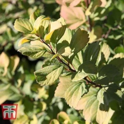 Spiraea Betulifolia 'Tor Gold' -Cheap Tree Foliage Store SPIR T66454 B