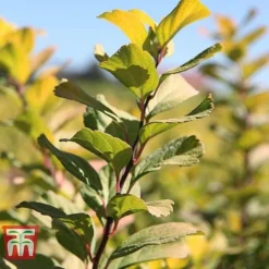 Spiraea Betulifolia 'Tor Gold' -Cheap Tree Foliage Store SPIR T66454 C