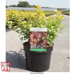 Spiraea Betulifolia 'Tor Gold' -Cheap Tree Foliage Store SPIR T66454 E