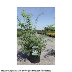 Spiraea Cinerea 'Graciosa' -Cheap Tree Foliage Store SPIR T66456 B h