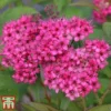 Spiraea Japonica 'Neon Flash' 2 Spiraea Japonica 'Neon Flash' -Cheap Tree Foliage Store SPIR T66467 A
