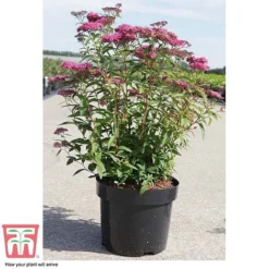 Spiraea Japonica 'Neon Flash' -Cheap Tree Foliage Store SPIR T66467 C