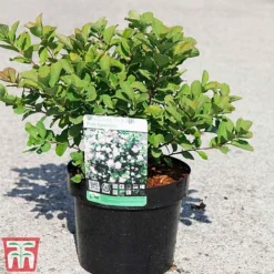 Spiraea Betulifolia 'Pink Sparkler' 9 Spiraea Betulifolia 'Pink Sparkler' -Cheap Tree Foliage Store SPIR TKA3526 A