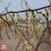 Stachyurus Chinensis 'Celina' -Cheap Tree Foliage Store STAC TKA3530 A
