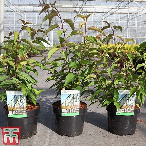 Stachyurus Chinensis 'Celina' 4 Stachyurus Chinensis 'Celina' - Image 2