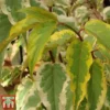 Stachyurus Chinensis 'Joy Forever' 2 Stachyurus Chinensis 'Joy Forever' -Cheap Tree Foliage Store STAC TKA3534 A