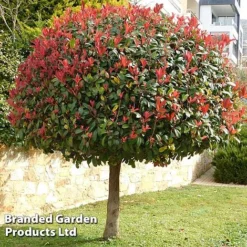 Photinia 'Red Robin' (Standard) -Cheap Tree Foliage Store STAN TCK74037 A1