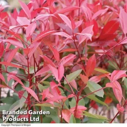 Photinia 'Red Robin' (Standard) -Cheap Tree Foliage Store STAN TCK74037 B