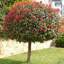 Photinia 'Red Robin' (Standard) -Cheap Tree Foliage Store STAN TCK74037 NOW1